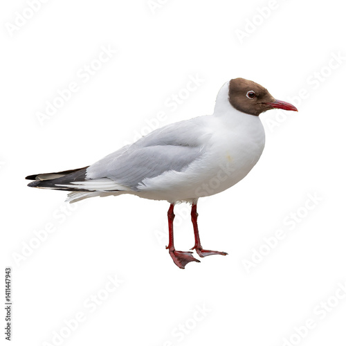 Wallpaper Mural A black-headed gull standing gracefully, showing its red legs and beak, isolated on a white background for a clean and detailed view. Torontodigital.ca