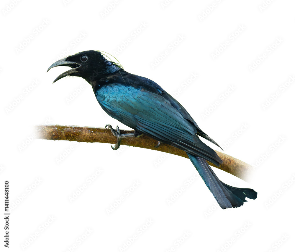 custom made wallpaper toronto digitalA glossy Hair-crested Drongo with curved beak perched on a branch, calling out with beak open, isolated on white background with clear feather details.