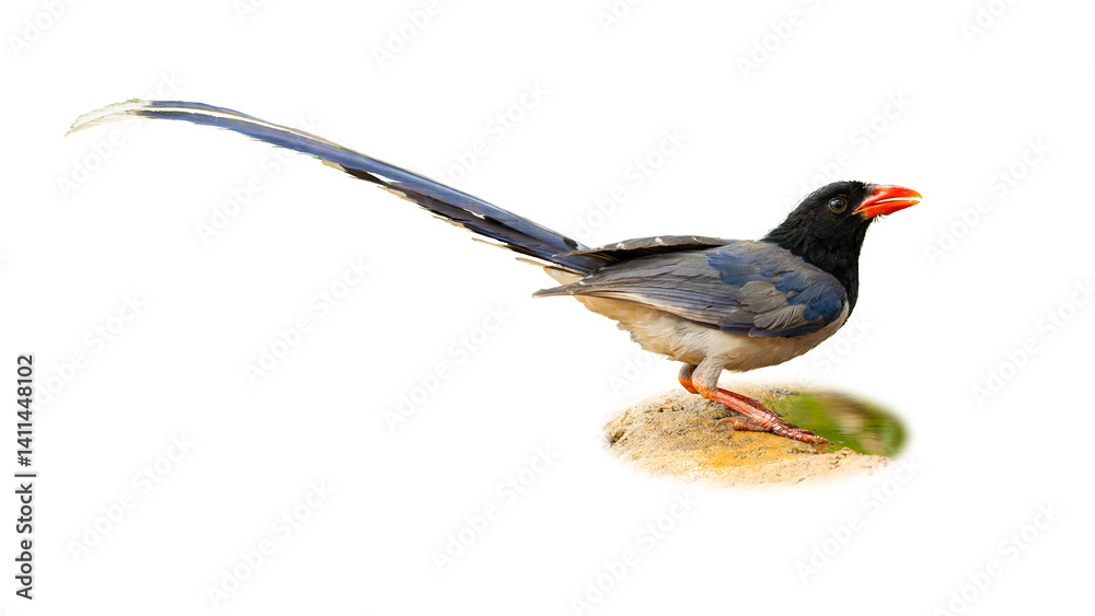 custom made wallpaper toronto digitalA striking Red-billed Blue Magpie with a long tail and bright red beak perched on a rock, isolated on a white background.