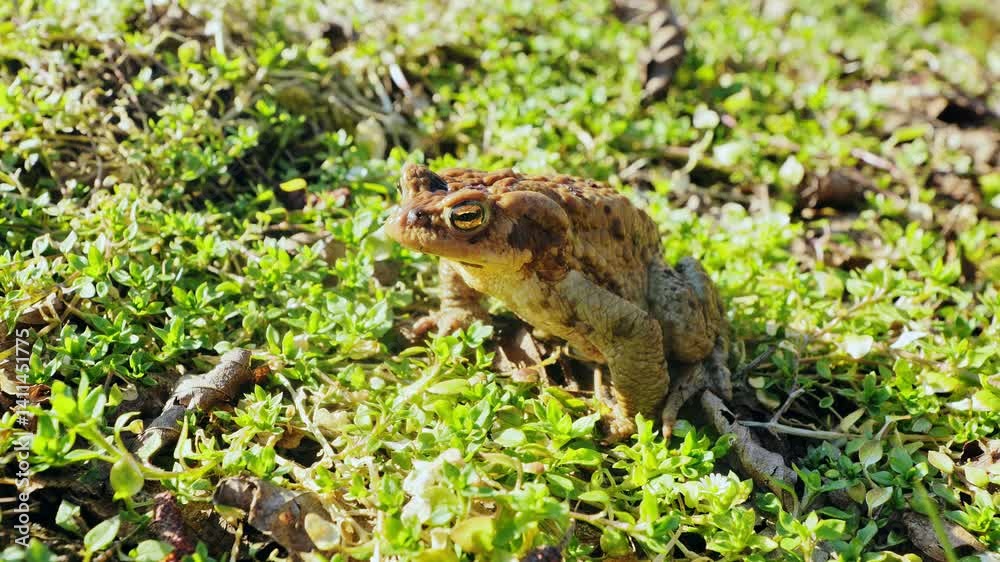 Single brown toad basks motionless in bright spring light across green grass Single brown toad basks motionless in bright spring light across green grass