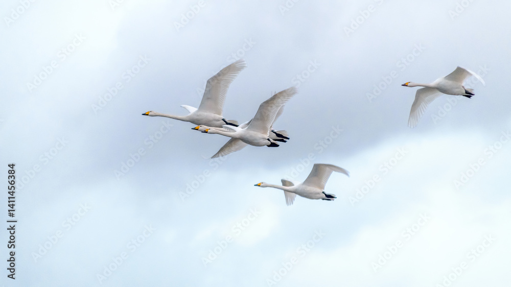 Obraz premium 【資料：渡り鳥】越冬地で力強く飛ぶ白鳥