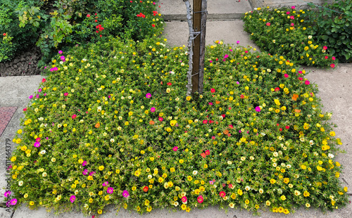 colorful blooming portulaca flowers, moss rose, in the garden