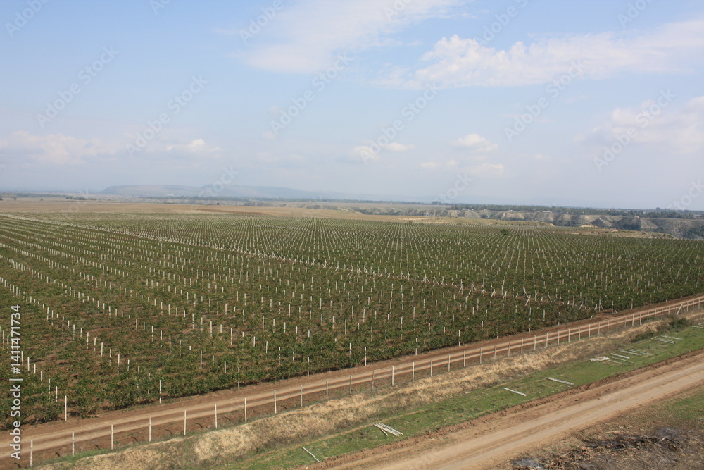 vineyard in tuscany vineyard in tuscany