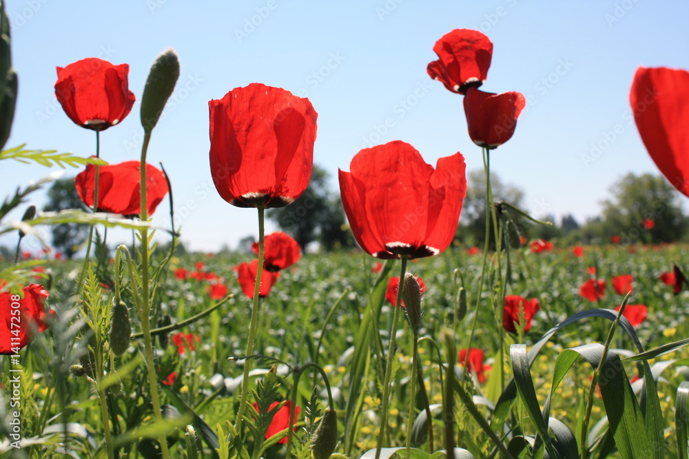 Fototapeta premium red poppy flowers