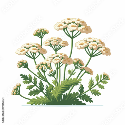 plant, yarrow, background, blossom, flower, nature, herb, medicine, garden, white, bloom, natural, leaf, green, floral, achillea millefolium, beautiful, achillea, herbal, petal, milfoil, blooming, flo