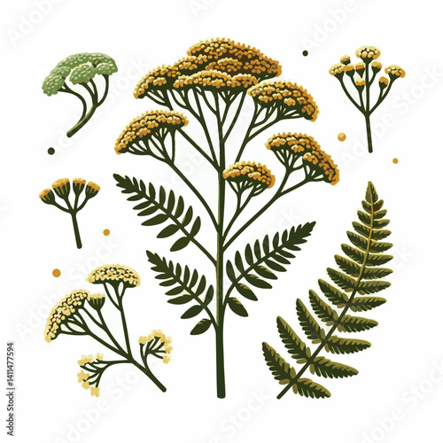 plant, yarrow, background, blossom, flower, nature, herb, medicine, garden, white, bloom, natural, leaf, green, floral, achillea millefolium, beautiful, achillea, herbal, petal, milfoil, blooming, flo