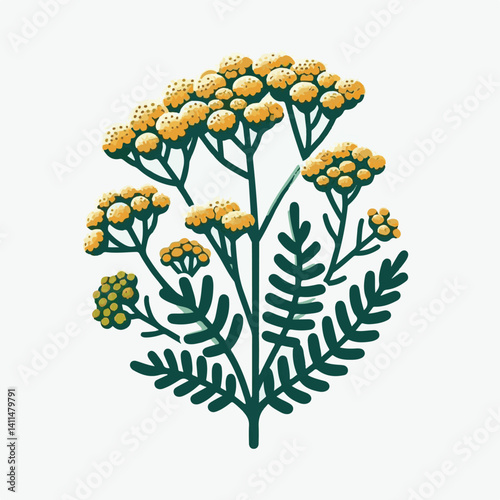 plant, yarrow, background, blossom, flower, nature, herb, medicine, garden, white, bloom, natural, leaf, green, floral, achillea millefolium, beautiful, achillea, herbal, petal, milfoil, blooming, flo