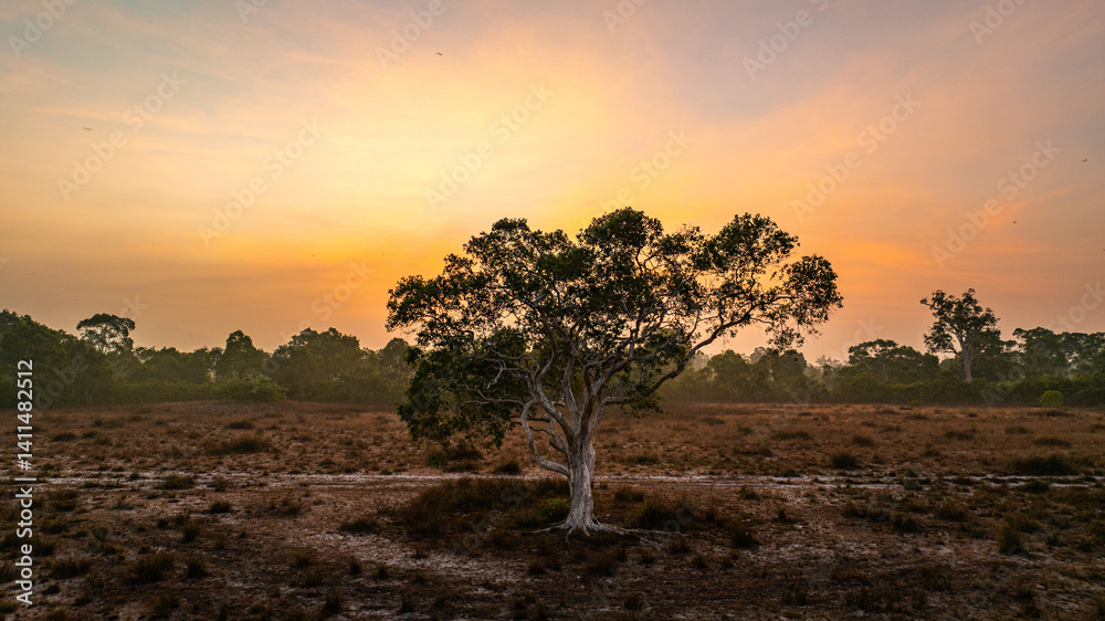 Fototapeta premium A breathtaking view of a savanna landscape at sunrise, with warm hues of orange and pink illuminating the sky. A solitary tree stands prominently amidst the wilderness at Koh Phra Thong, Phang Nga.