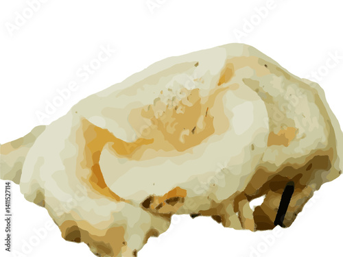 Fungal: white mushroom 