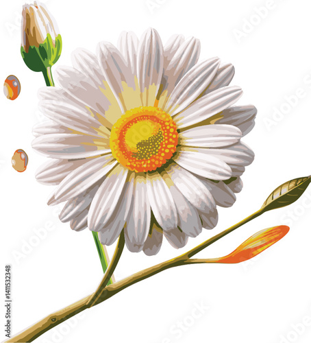 A white daisy flower, a beautiful blossom of nature, is isolated on a clean white background.