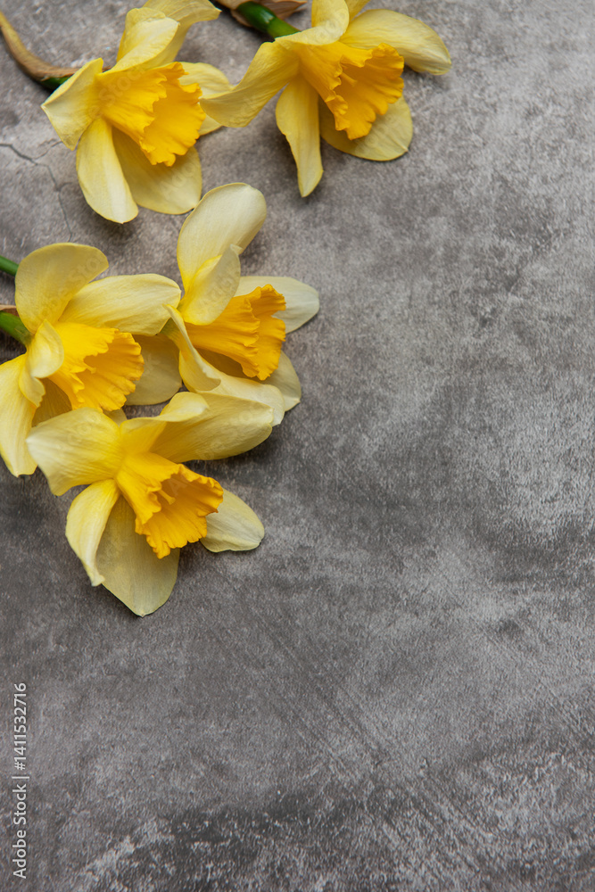 Yellow daffodils lying on gray stone background with copy space