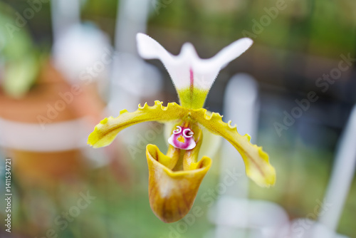 パフィオペディルム・インシグネ
英名学名：Paphiopedilum insigne
美しいラン（ラン科）たち。
静岡県賀茂郡熱川-2025年
 photo