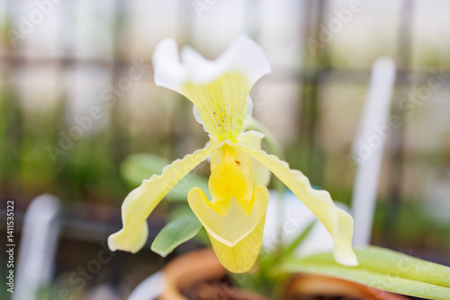 パフィオペディルム・インシグネ
英名学名：Paphiopedilum insigne
美しいラン（ラン科）たち。
静岡県賀茂郡熱川-2025年
 photo