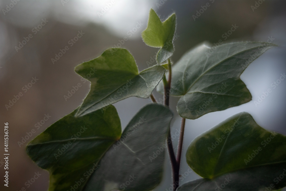 Spring flowers in macro photos.