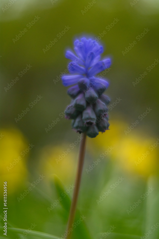 Spring flowers in macro photos.