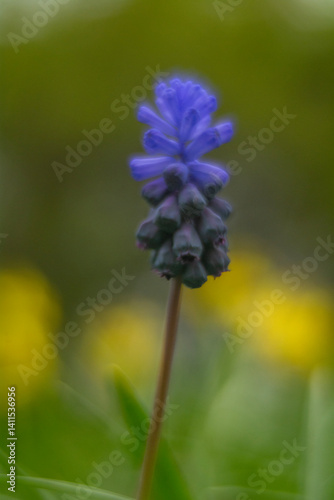 Obraz na płótnie Spring flowers in macro photos. w salonie