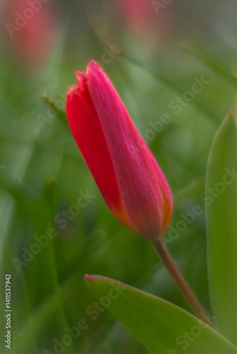 Obraz na płótnie Spring flowers in macro photos. w salonie