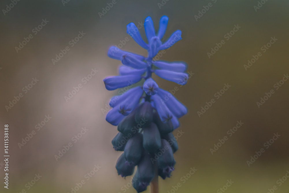 Spring flowers in macro photos.