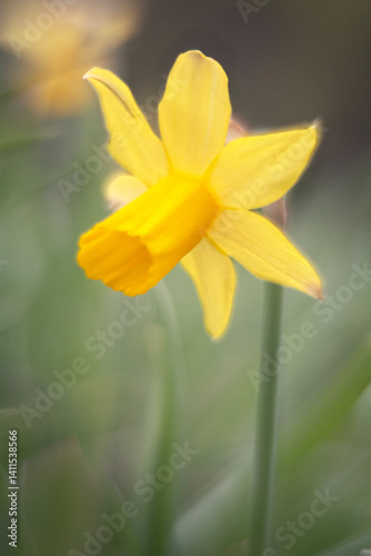 Spring flowers in macro photos.
