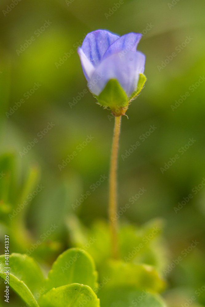 Spring flowers in macro photos.