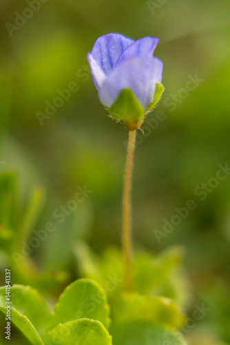 Obraz na płótnie Spring flowers in macro photos. w salonie
