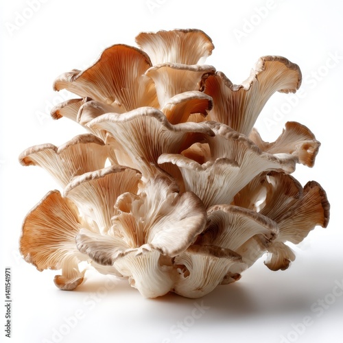 Oyster mushroom close up photo on white background