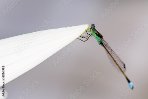 美しいアオイトトンボ（アオイトトンボ科）
英名学名：Common Spreadwing, Emerald damselfly (Lestes sponsa)
グリーンスモーク。
Nymphaea 'Smoke Green',
美しい睡蓮、蓮の花たち。
静岡県賀茂郡熱川-2025年
 photo