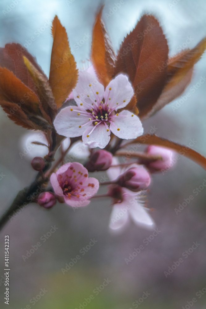 Spring flowers in macro photos.
