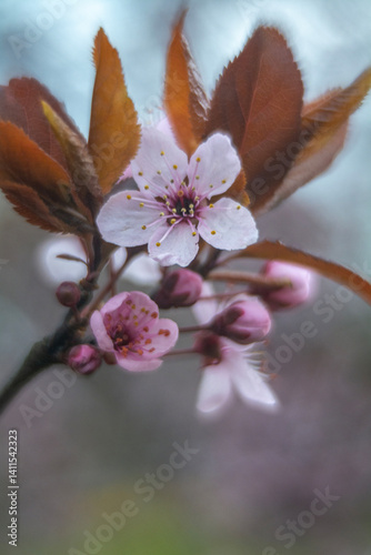 Obraz na płótnie Spring flowers in macro photos. w salonie