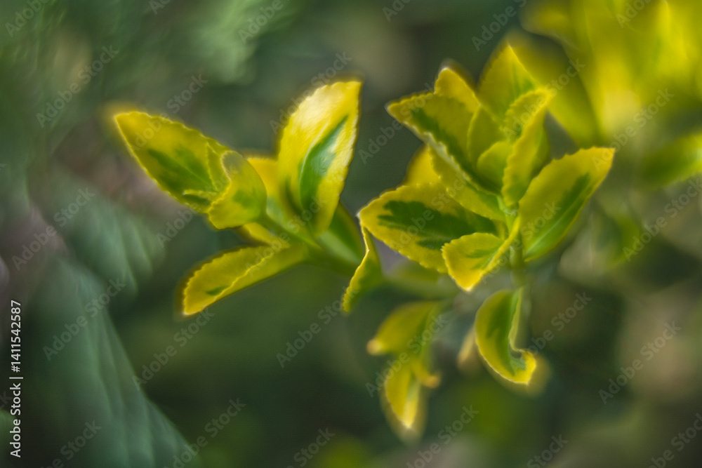 Spring flowers in macro photos.