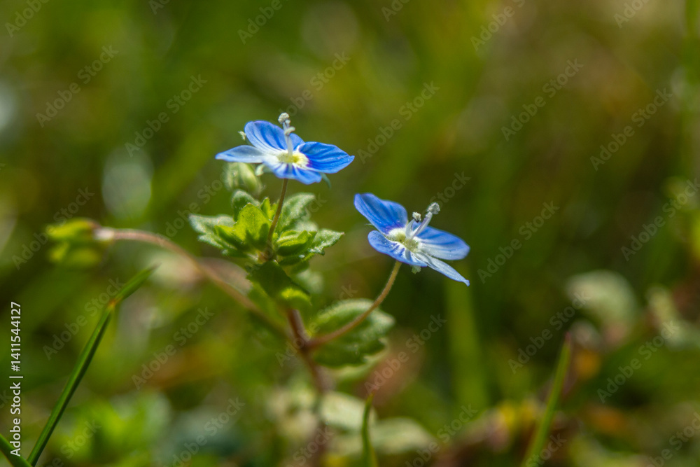 Spring flowers in macro photos.