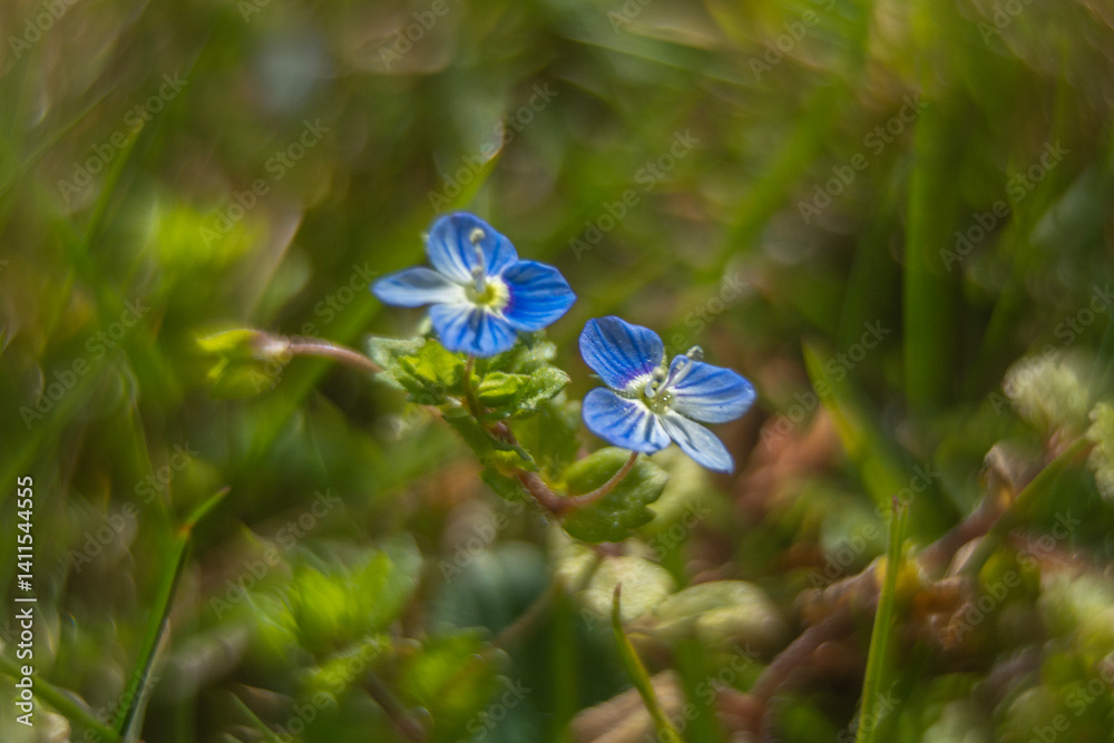 Spring flowers in macro photos.