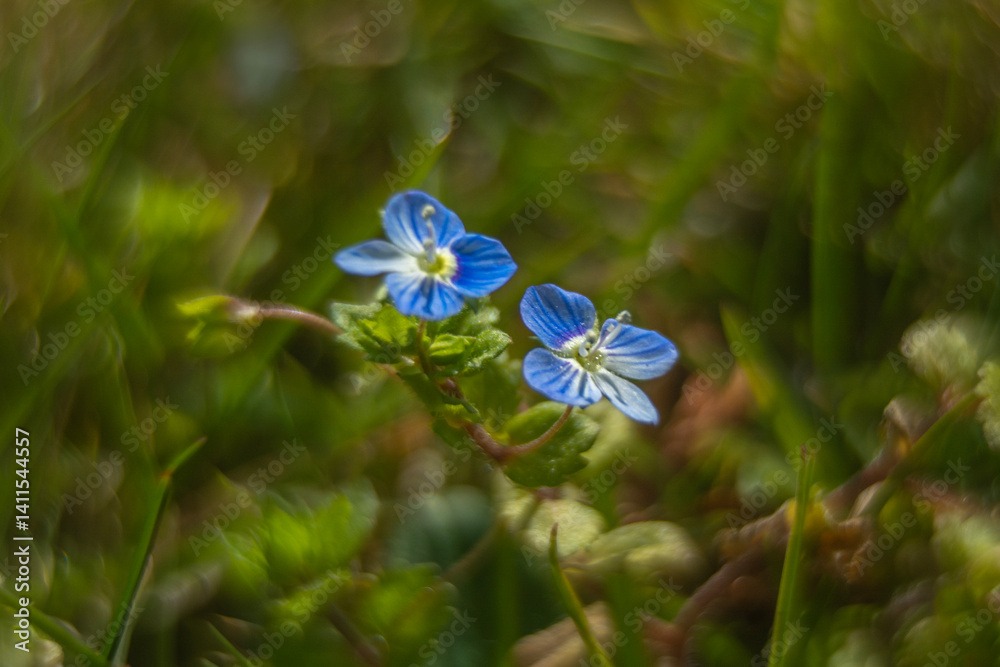 Spring flowers in macro photos.