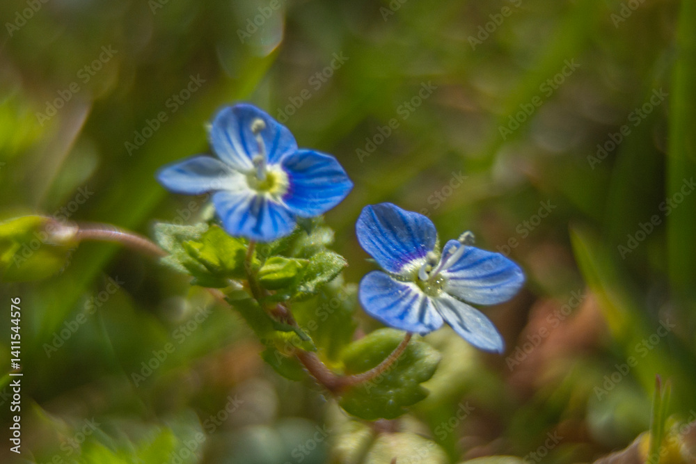 Spring flowers in macro photos.