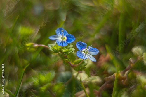 Spring flowers in macro photos.