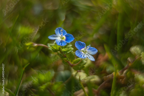 Obraz na płótnie Spring flowers in macro photos. w salonie