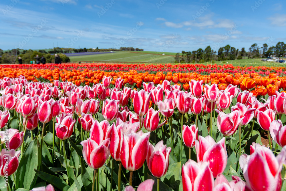 A Field of Tulips during the Bloomin Tulips Festival A Field of Tulips during the Bloomin Tulips Festival