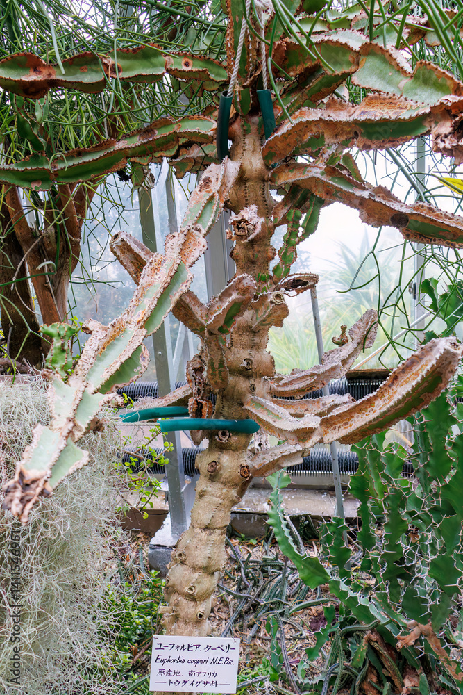 ユーフォルビア・クーベリー(トウダイグサ科)の木。
英名学名:candelabra tree (Euphorbia cooperi) tree.
静岡県賀茂郡熱川-2025年
ユーフォルビア・クーベリー(トウダイグサ科)の木。
英名学名:candelabra tree (Euphorbia cooperi) tree.
静岡県賀茂郡熱川-2025年