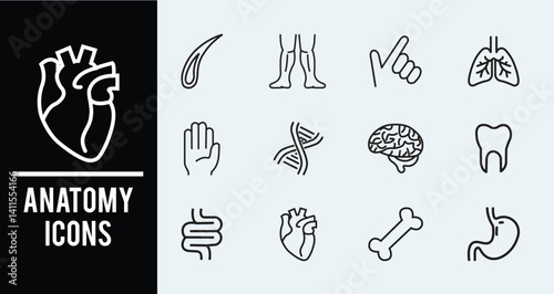 Anatomy Stroke icon collections. Containing hair, finger, human body, lungs, legs, organs, sperm, kidneys and heart icons. Editable Stroke icon collection Outline icon.
