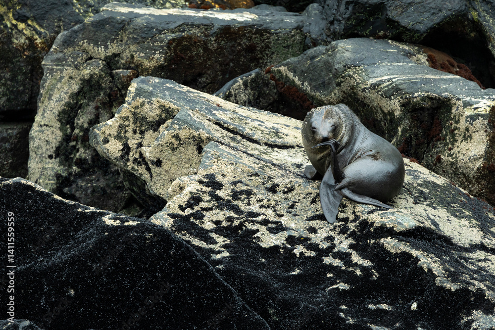 Fototapeta premium Seal on rock in Milford Sound, New Zealand
