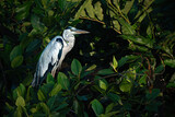 Poised Great Blue Heron Standing on the  River
