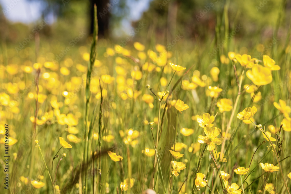 Fototapeta premium Close up at flowering Meadow buttercups in the summer