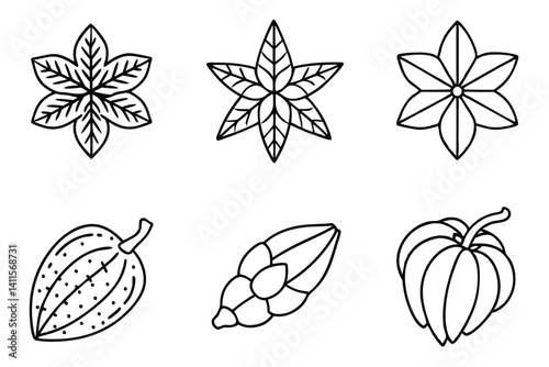 morinda line art fine ink sketch healing plant
