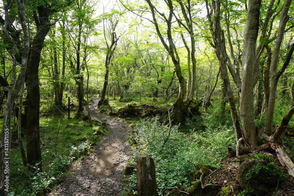 beautiful forest pathway in the mild sunlight beautiful forest pathway in the mild sunlight