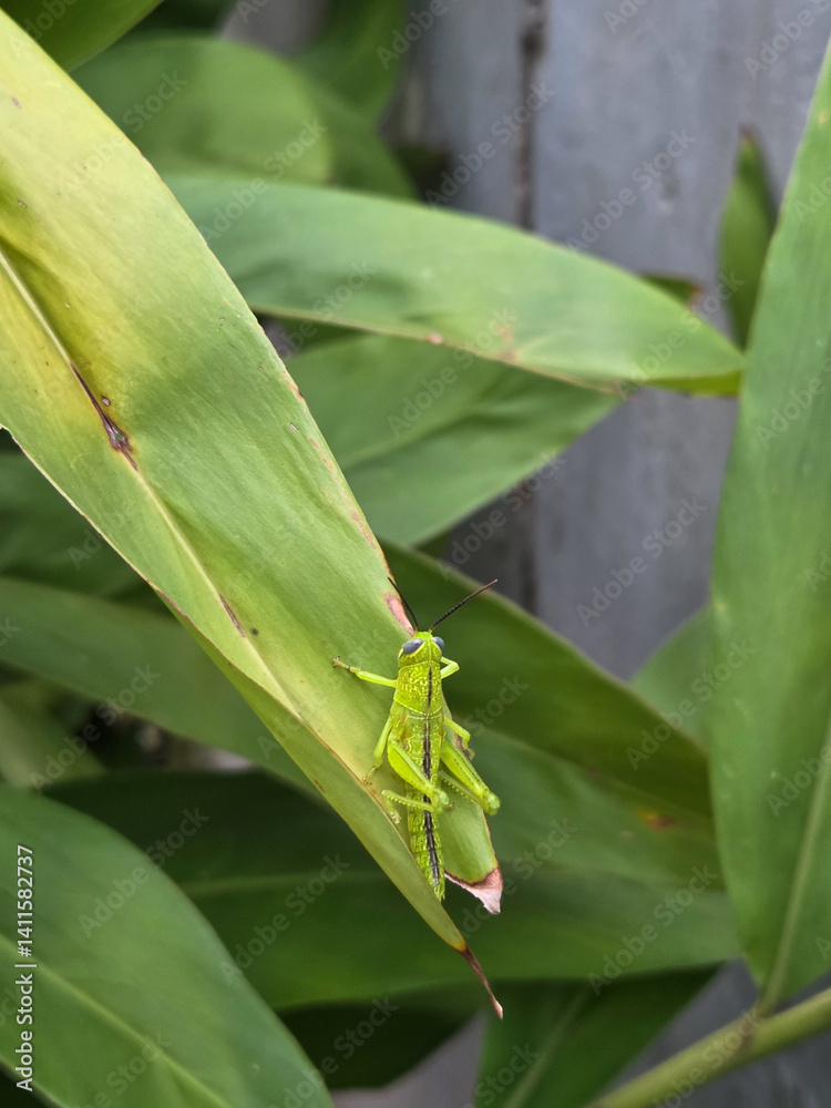 Two vibrant green grasshoppers perched on a ginger leaf. Two vibrant green grasshoppers perched on a ginger leaf.