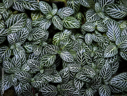 Close-up view of a dark leaves fittonia plant pattern textured foliage.