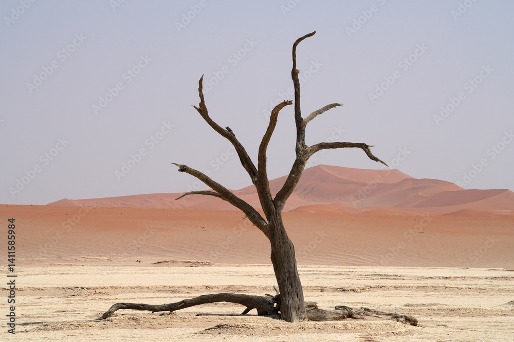 Bäume im Deadvlei im Namib-Naukluft-Nationalpark Bäume im Deadvlei im Namib-Naukluft-Nationalpark