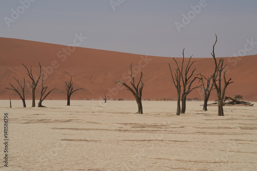 Bäume im Deadvlei im Namib-Naukluft-Nationalpark