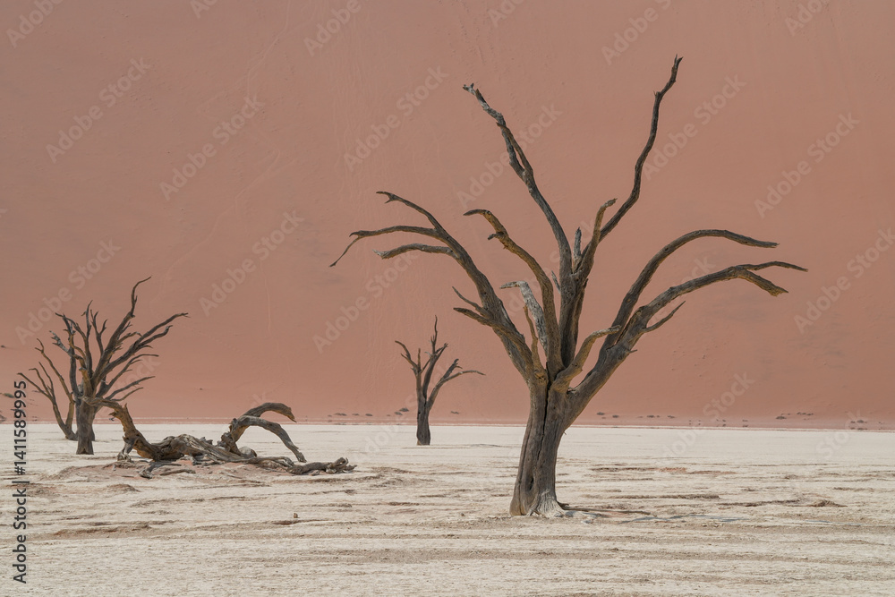 Bäume im Deadvlei im Namib-Naukluft-Nationalpark Bäume im Deadvlei im Namib-Naukluft-Nationalpark