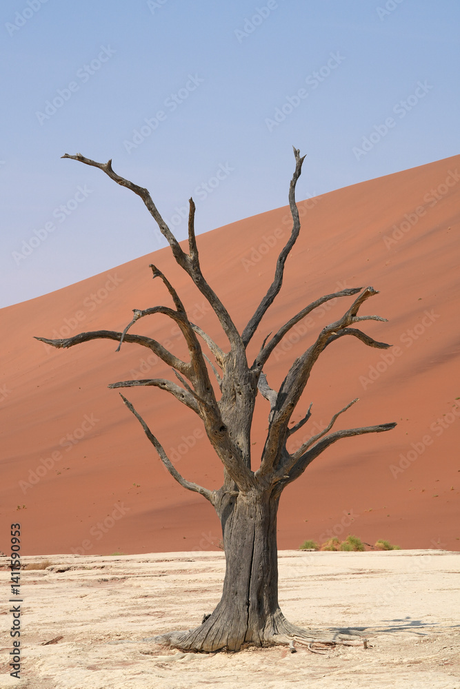 Bäume im Deadvlei im Namib-Naukluft-Nationalpark Bäume im Deadvlei im Namib-Naukluft-Nationalpark